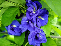 Blue Clitoria ternatea Flower seeds for Planting - Easy to Grow, Heirloom & GMO Free Seeds for Home Garden