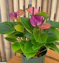 Violet Anthurium Flower Seeds Flower seeds for Planting Seasonal Bloomer Heirloom & GMO Free Seeds for Home Garden