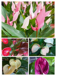 Mixed Anthurium Perennial Flower Seeds for Planting Fragrant Blossoms Heirloom & GMO Free Seeds for Home Garden
 
 Sale
