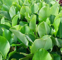 Cream Green Calathea Lutea Flower seeds for Planting - Vibrant Colors, Heirloom & GMO Free Seeds for Home Garden