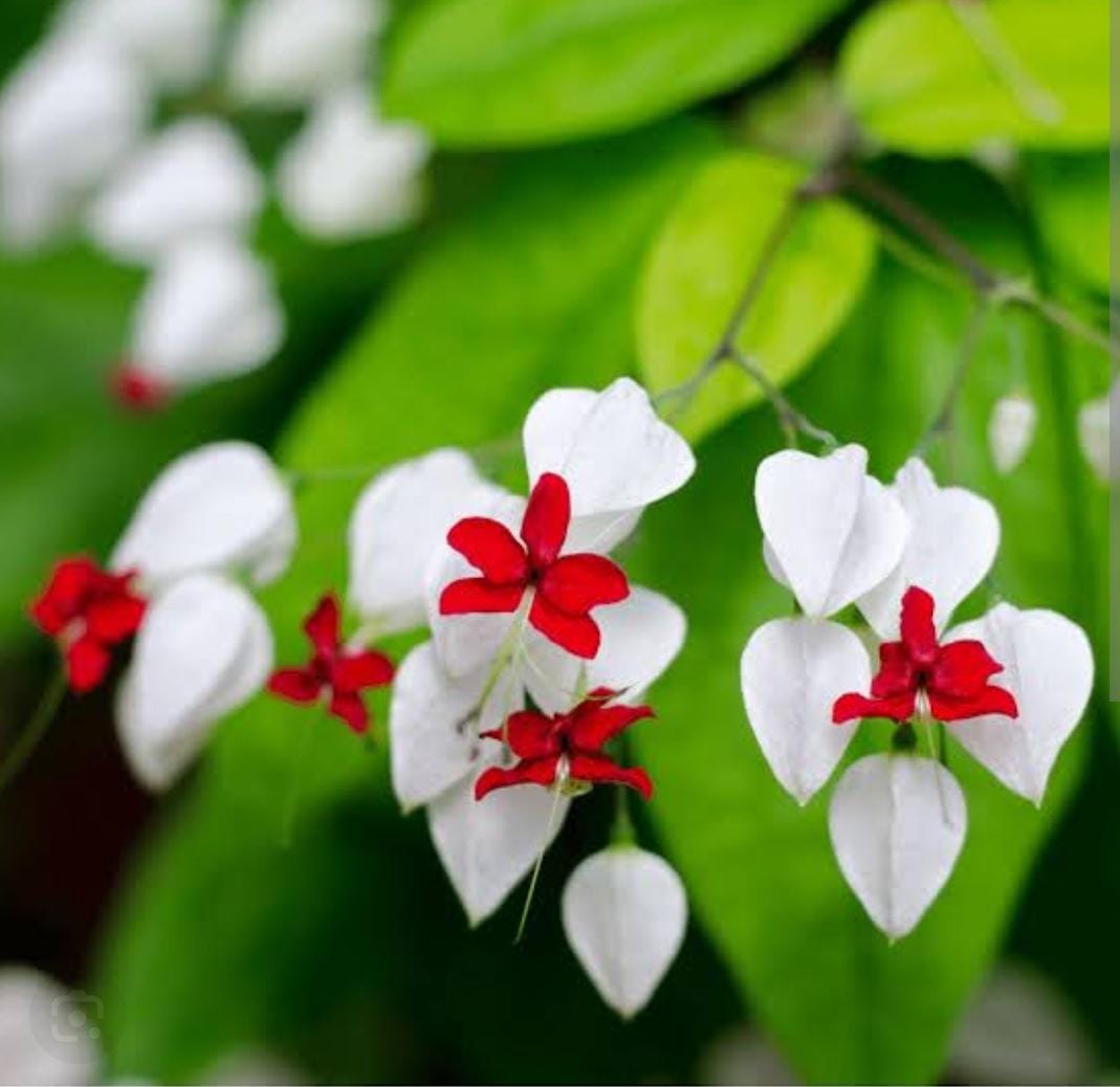 Clerodendrum Thomsonae Flower seeds for Planting - Colorful Display, Heirloom & GMO Free Seeds for Home Garden