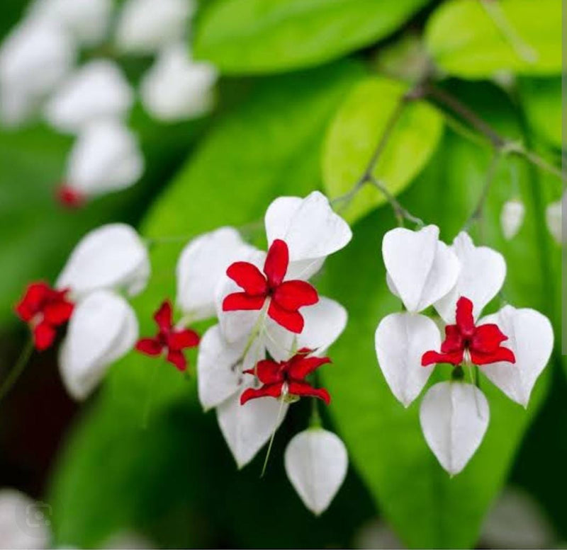 Clerodendrum Thomsonae Flower seeds for Planting - Colorful Display, Heirloom & GMO Free Seeds for Home Garden