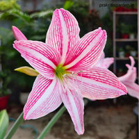 Pink Amaryllis Flower Seeds Wildflower Mix Heirloom & GMO Free Seeds for Home Garden
 
 Sale