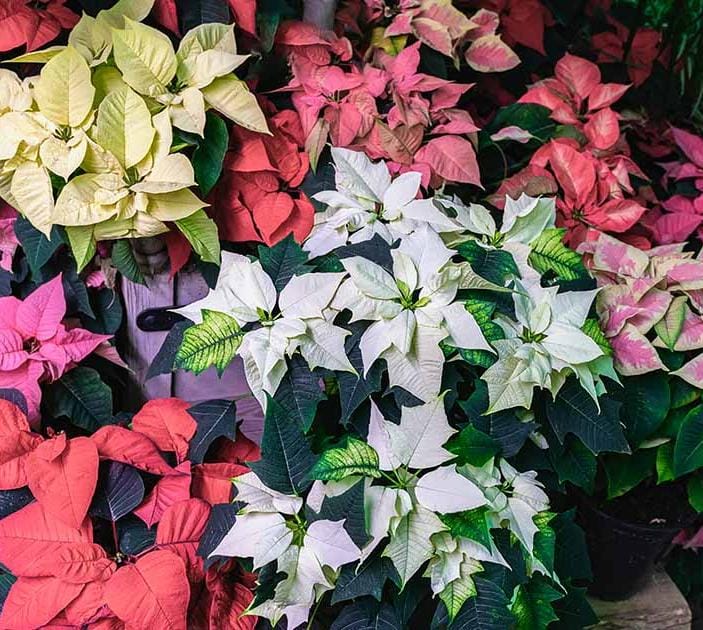 Mixed Poinsettia Flower seeds for Planting - Shade Tolerant, Heirloom & GMO Free Seeds for Home Garden