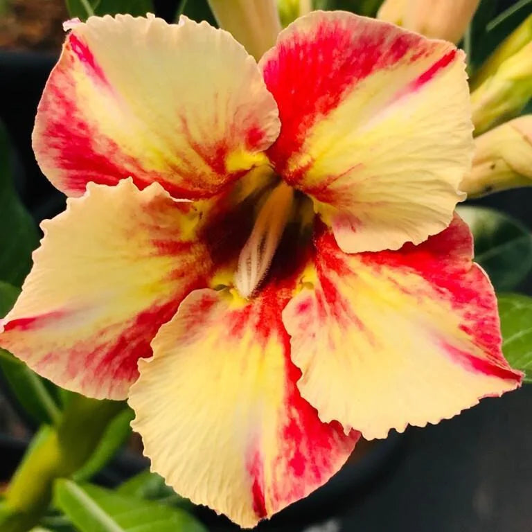 Orange & Yellow Adenium Flower seeds for Planting Seasonal Bloomer Heirloom & GMO Free Seeds for Home Garden 
 
 Sale