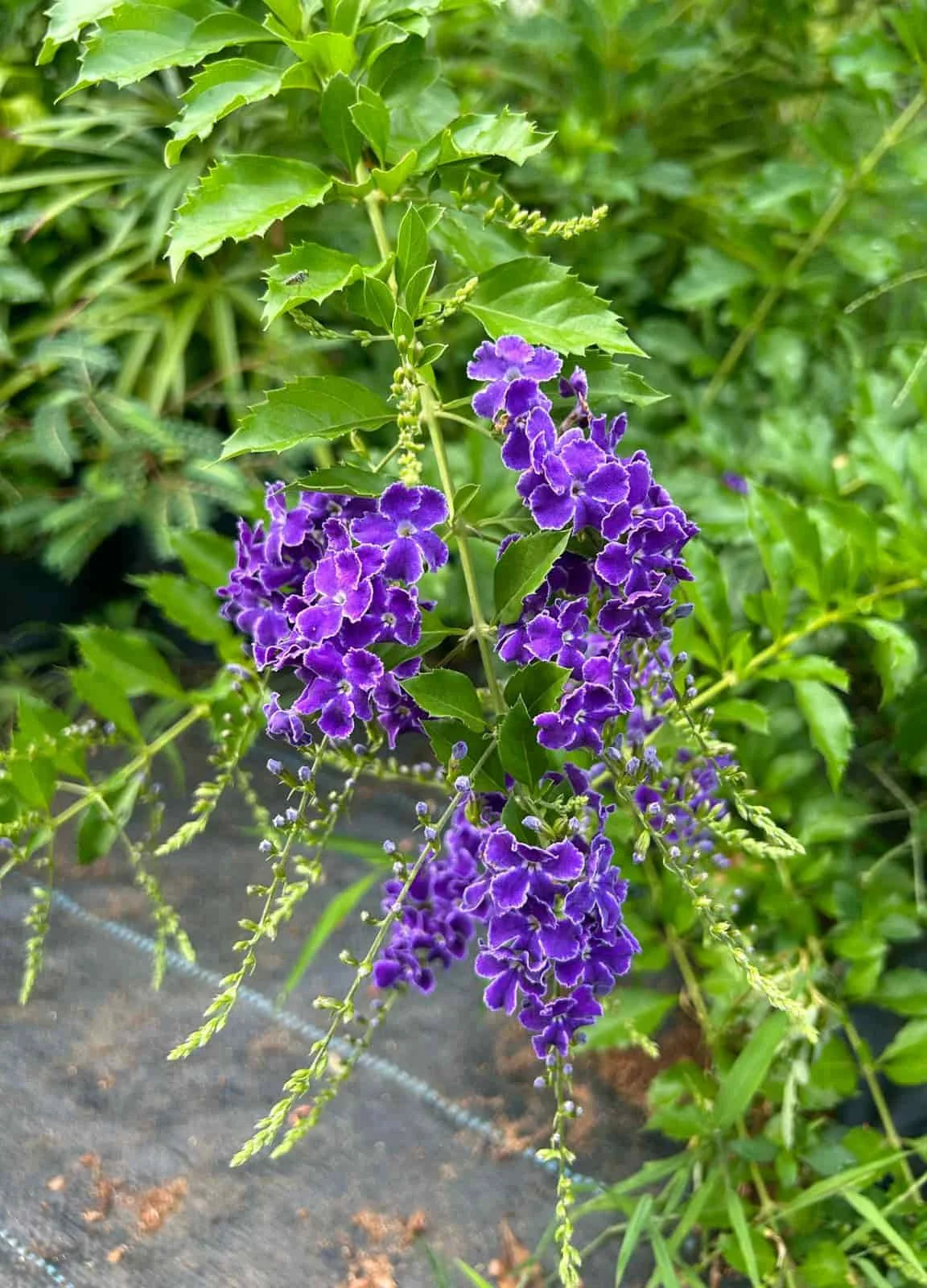 Duranta Erecta Flower seeds for Planting Cottage Garden Essential Heirloom & GMO Free Seeds for Home Garden 
 
 Sale