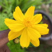 Yellow Carnosa Flower seeds for Planting Sun Loving Heirloom & GMO Free Seeds for Home Garden