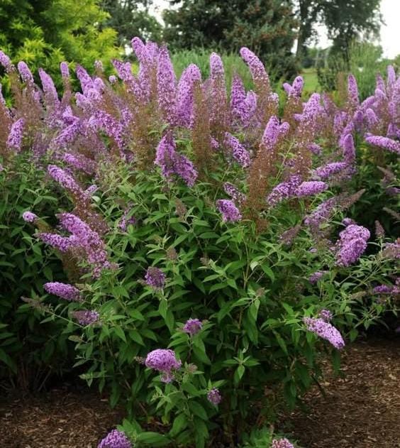 Buddleia Flower Seeds for Planting - Mixed Varieties