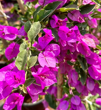 Bougainvillea Flower seeds for Planting - Compact Growth, Heirloom & GMO Free Seeds for Home Garden