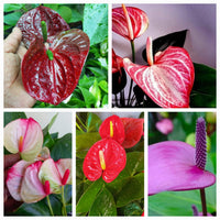 Mixed Anthurium Andraeanu Flower seeds for Planting - Perfect for Borders, Heirloom & GMO Free Seeds for Home Garden