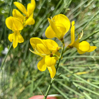 Spartium Flower seeds for Planting Pollinator Friendly Heirloom & GMO Free Seeds for Home Garden