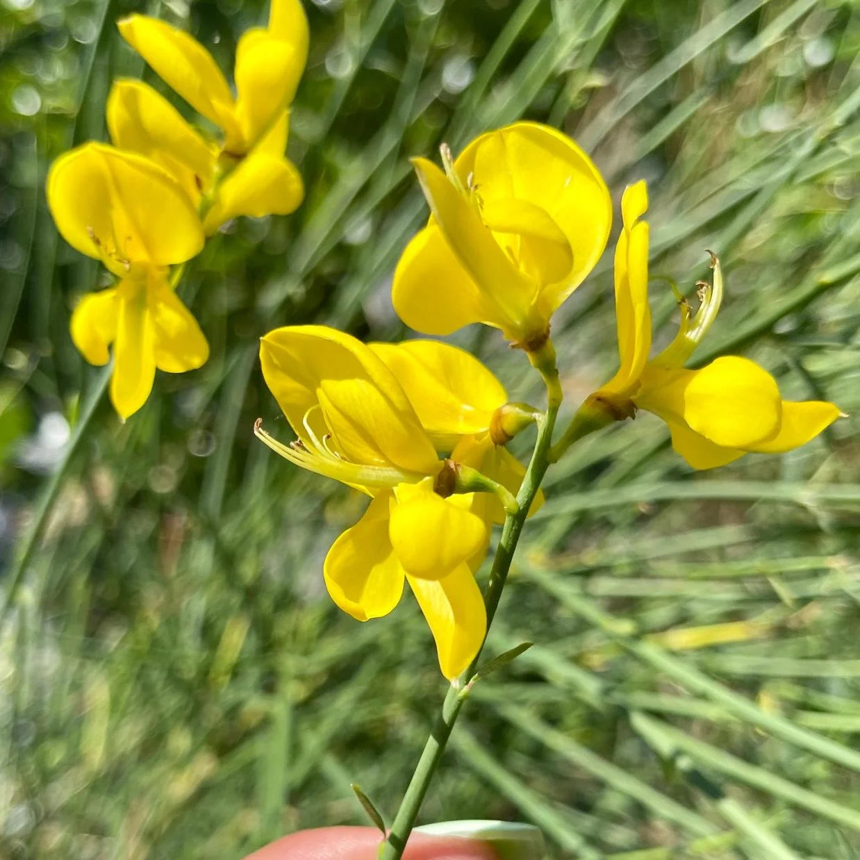 Yellow Bloom Seeds for Spartium Planting