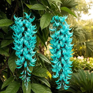 Strongylodon Flower Seeds for Planting  Grow Vibrant Blooms in Your Garden