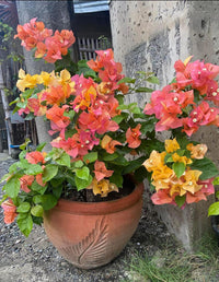 Mix Color Bougainvillea Seeds for Planting - Bright and Colorful Garden Blooms