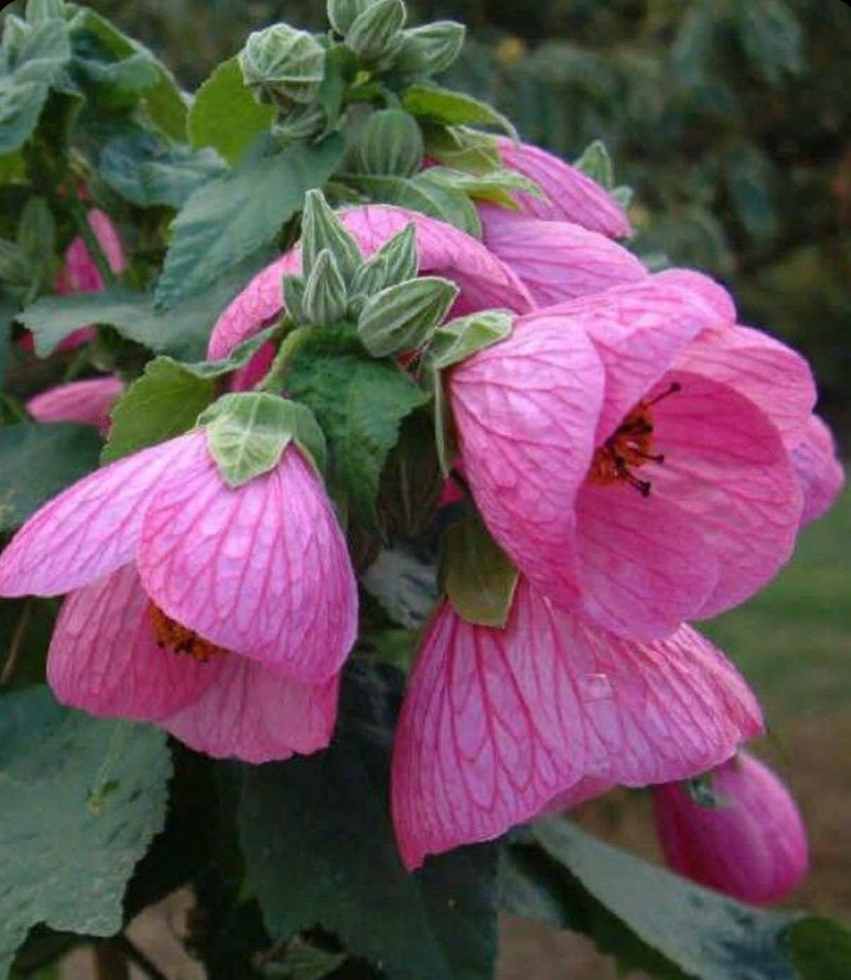 Pink Abutilon Striatum Flower seeds for Planting - Wildflower Mix, Heirloom & GMO Free Seeds for Home Garden