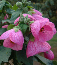 Pink Abutilon Striatum Flower seeds for Planting - Wildflower Mix, Heirloom & GMO Free Seeds for Home Garden