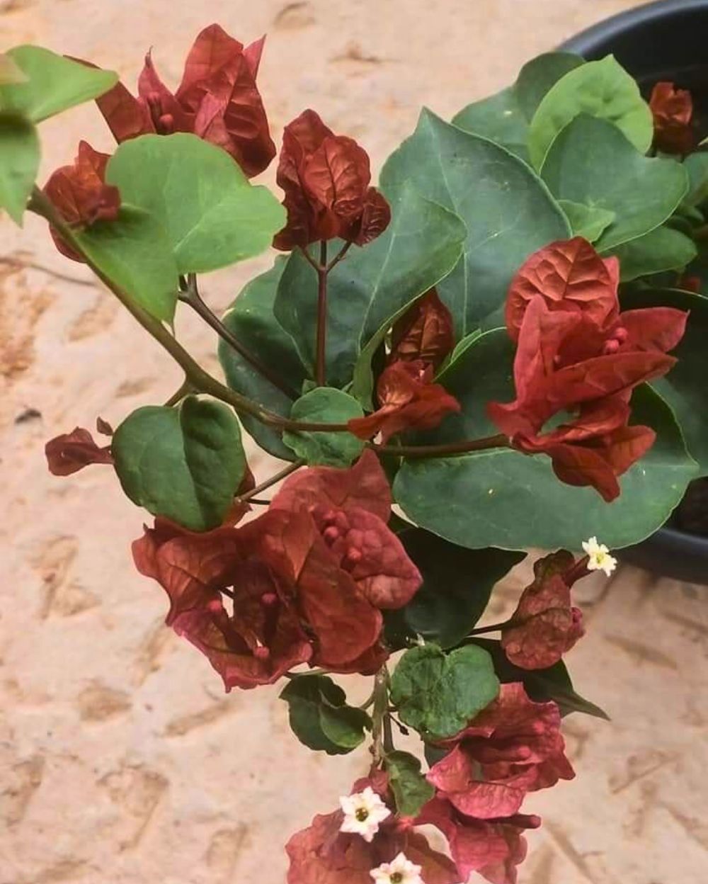 Brown Bougainvillea Flower Seeds for Planting