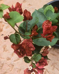 Brown Bougainvillea Flower Seeds for Planting