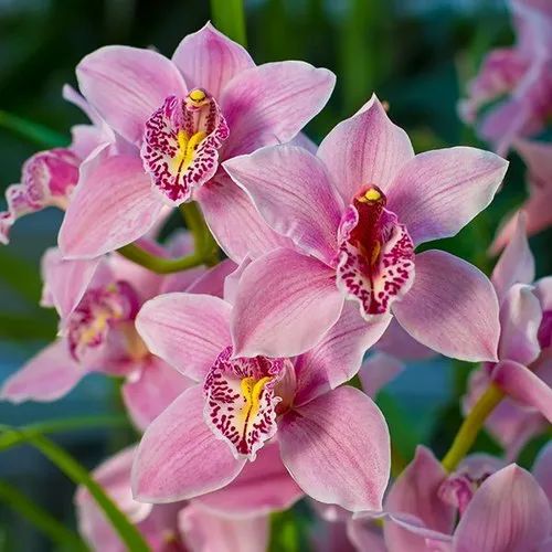 Cymbidium Flower seeds for Planting - Cut Flower Favorite, Heirloom & GMO Free Seeds for Home Garden