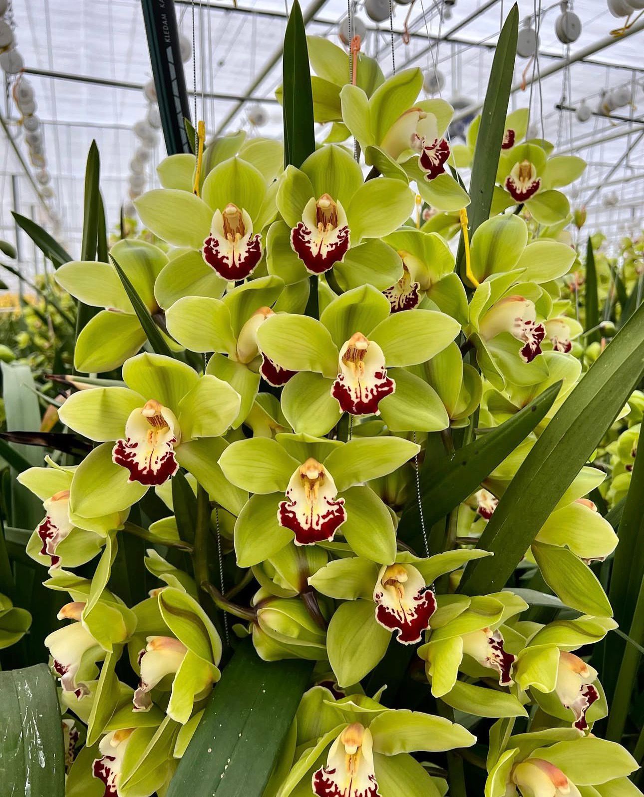 Light Green Cymbidium Orchid Flower seeds for Planting - Cut Flower Favorite, Heirloom & GMO Free Seeds for Home Garden