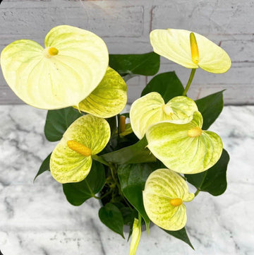 Yellow Anthurium Andraeanu Flower seeds for Planting - Vibrant Colors, Heirloom & GMO Free Seeds for Home Garden