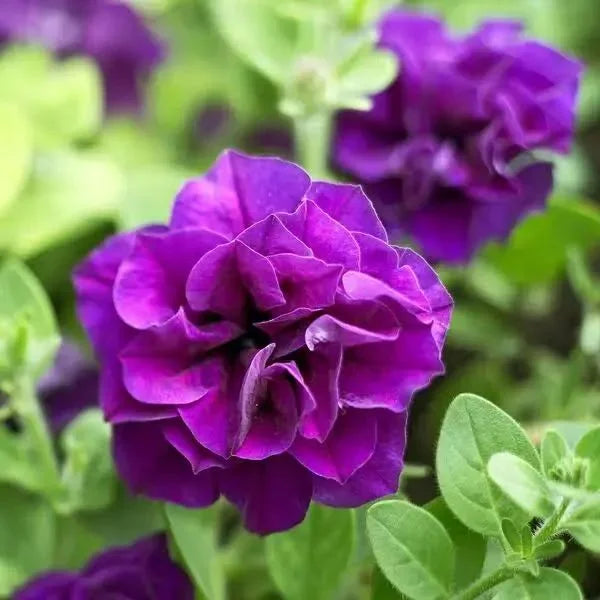 Double Violet Petunia Flower seeds for Planting - Cottage Garden Essential, Heirloom & GMO Free Seeds for Home Garden