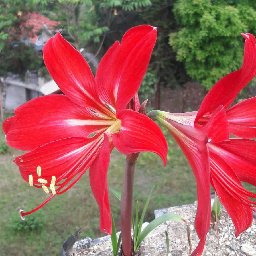 Hippeastrum Rutilum Mixed Flower seeds for Planting - Shade Tolerant, Heirloom & GMO Free Seeds for Home Garden