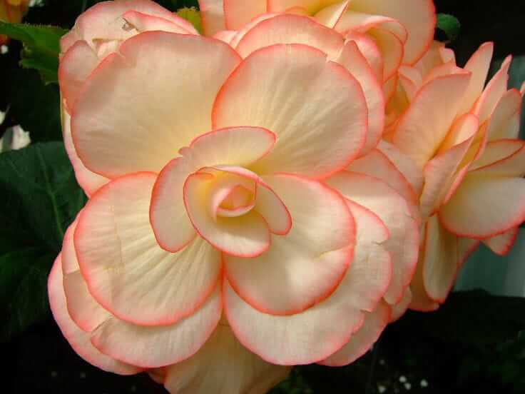 Red White Begonia Flower seeds for Planting - Fragrant Blossoms, Heirloom & GMO Free Seeds for Home Garden