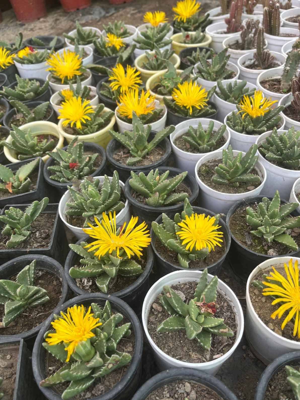 Yellow Faucaria Tigrina Flower seeds for Planting - Long Bloom Season, Heirloom & GMO Free Seeds for Home Garden