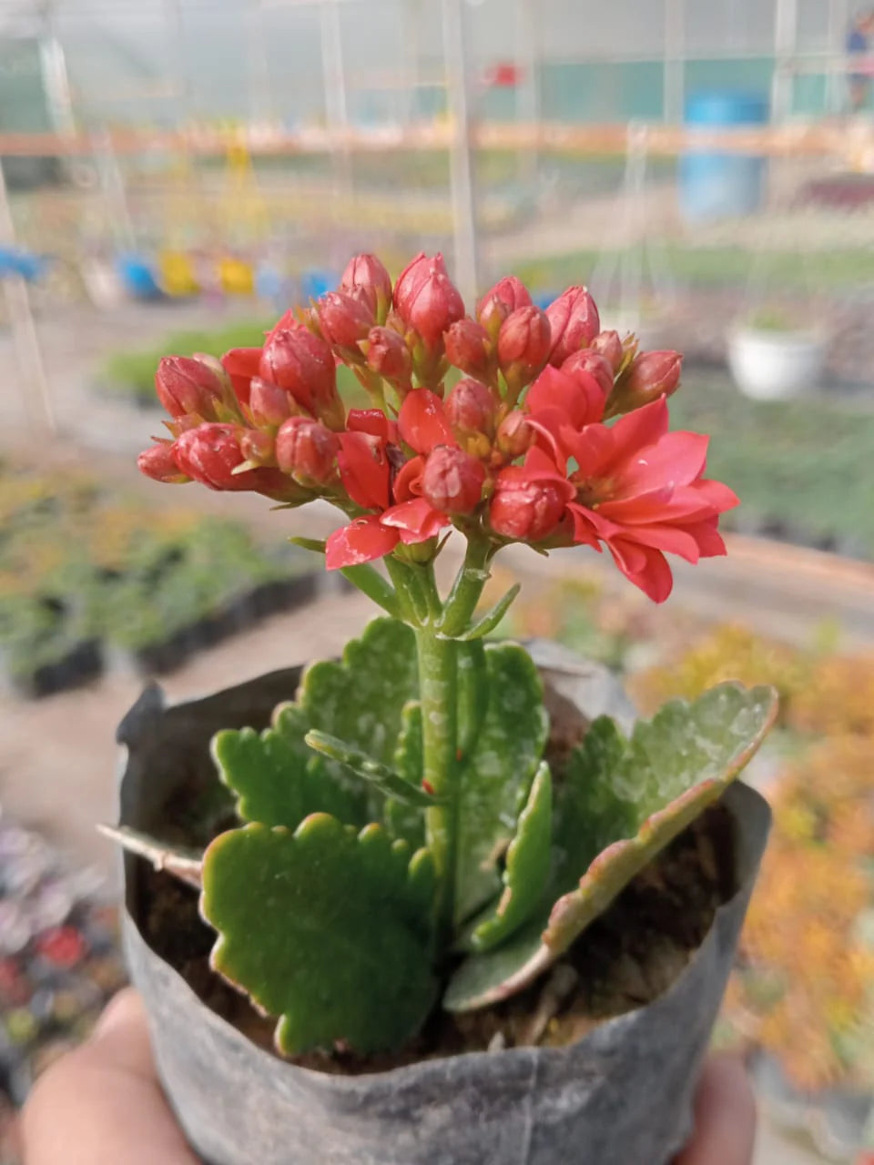 Red Kalanchoe Flower seeds for Planting Cut Flower Favorite Heirloom & GMO Free Seeds for Home Garden 
 
 Sale