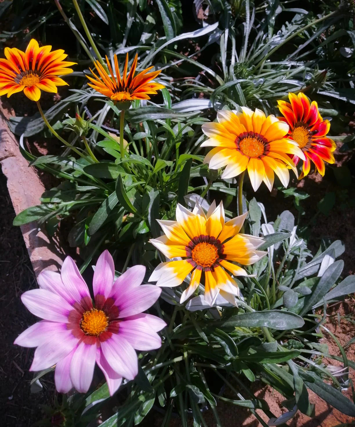 Yellow Gazania Flower Seeds for Planting Shade Tolerant Heirloom & GMO Free Seeds for Home Garden
 
 Sale