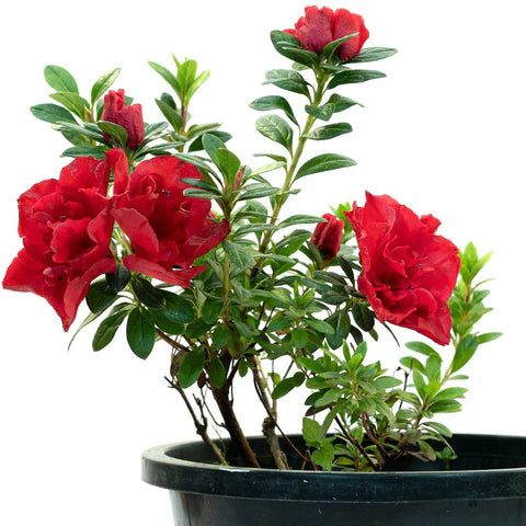 Dark Red Azalea Flower Seeds for Planting Pollinator Friendly Heirloom & GMO Free Seeds for Home Garden
 
 Sale