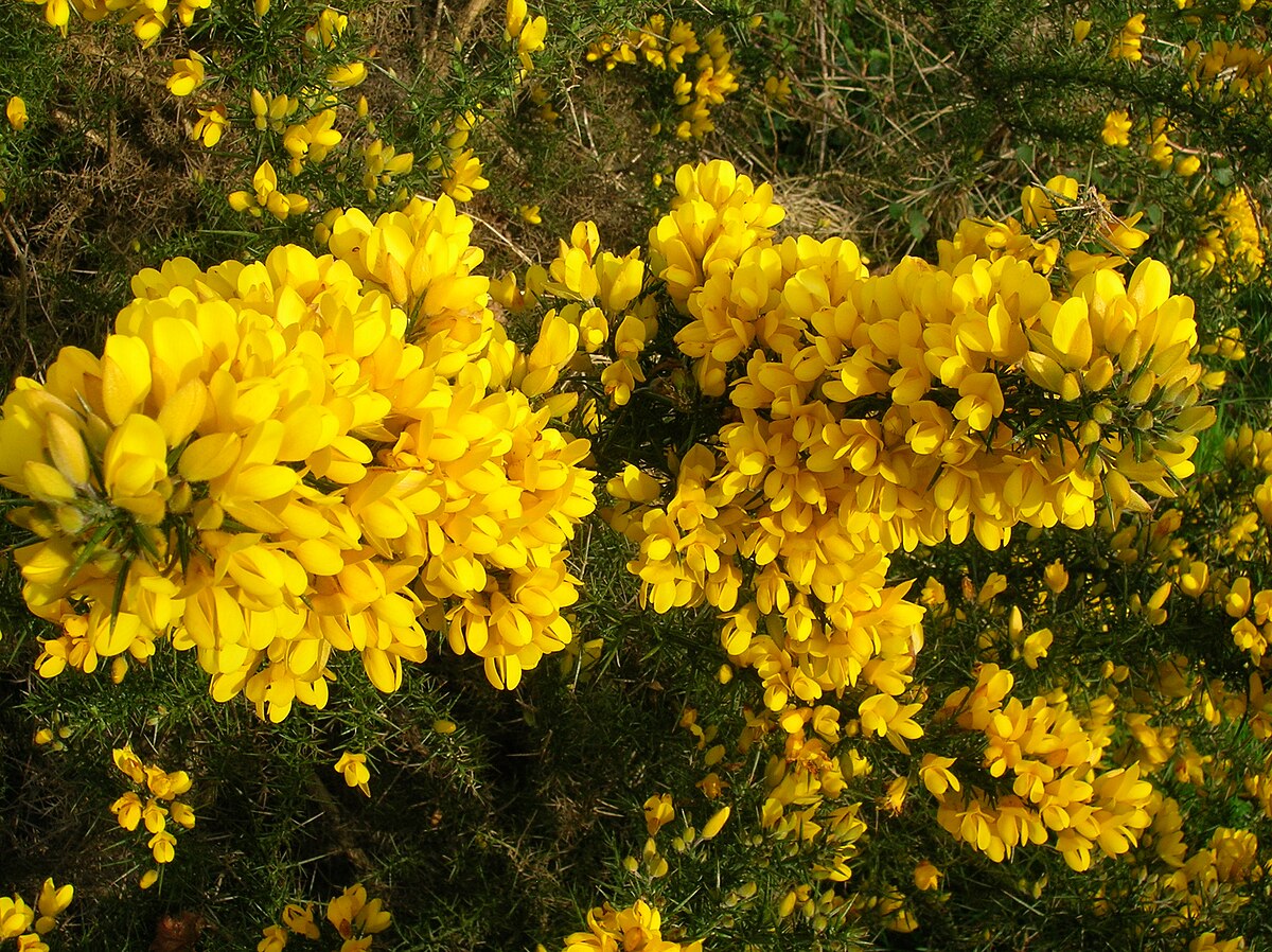 Gorse Ulex Europaeus Flower Seeds for Planting  Hardy Perennial Seeds for Vibrant Yellow Blooms
