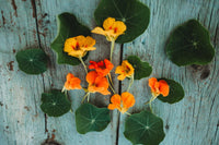 Light Yellow Nasturtium Seeds for Easy Planting – Beautiful Blooms