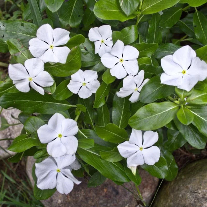 White Periwinkle Flower Seeds for Planting - Create Stunning Floral Arrangements