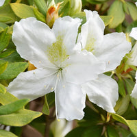 Green Rhododendron Azalea Flower Seeds for Planting Hardy Variety Heirloom & GMO Free Seeds for Home Garden
 
 Sale