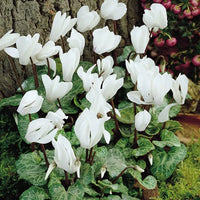 Green White Cyclamen Flower seeds for Planting - Low Maintenance, Heirloom & GMO Free Seeds for Home Garden