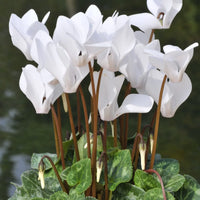 White Cyclamen Flower seeds for Planting - Drought Tolerant, Heirloom & GMO Free Seeds for Home Garden