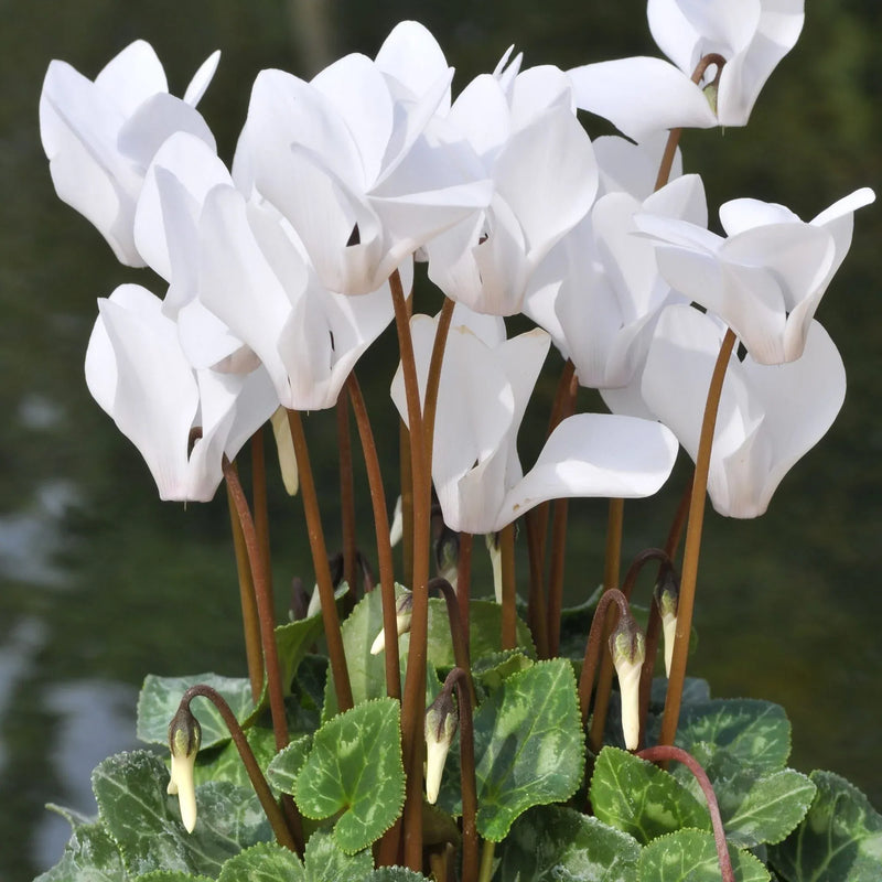 White Cyclamen Flower seeds for Planting - Drought Tolerant, Heirloom & GMO Free Seeds for Home Garden