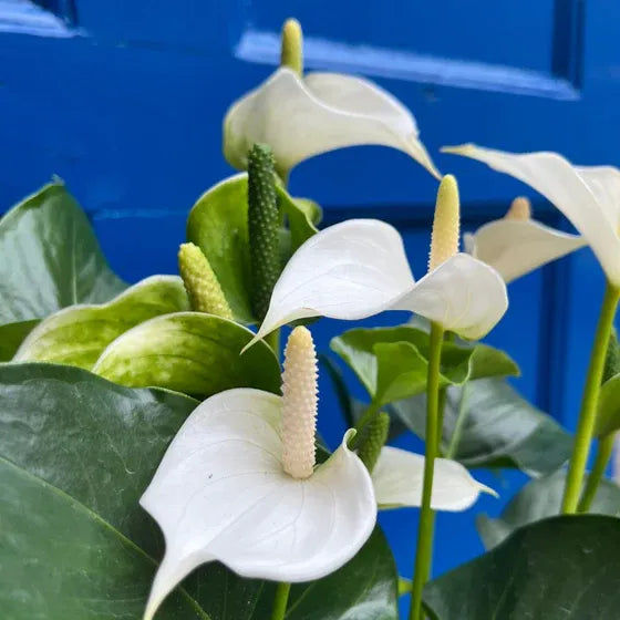 White Anthurium Flower seeds for Planting Shade Tolerant Heirloom & GMO Free Seeds for Home Garden