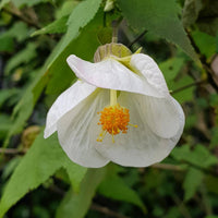 White Abutilon flower planting seeds