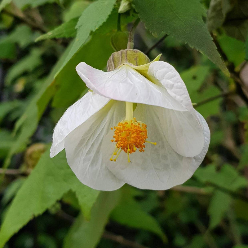 White Abutilon flower planting seeds