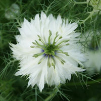 White African Nigella seeds for planting