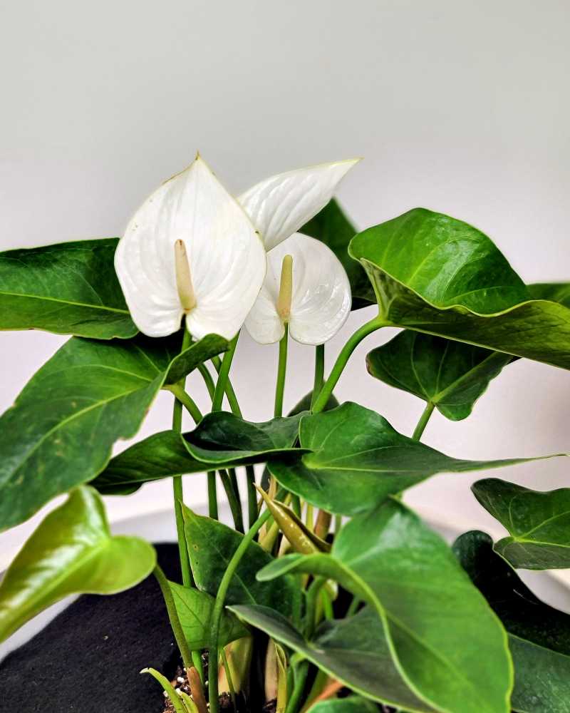 White Anthurium Flower Seeds for Garden Bright Blooms Heirloom & GMO Free Seeds for Home Garden
 
 Sale