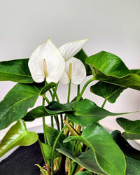 White Anthurium Flower Seeds for Garden Bright Blooms Heirloom & GMO Free Seeds for Home Garden
 
 Sale