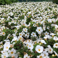 Ornamental White Bacopa trailing plant