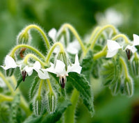 High germination White Borage seeds