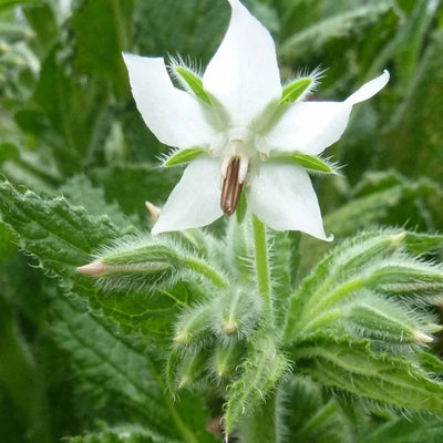 100 Pcs