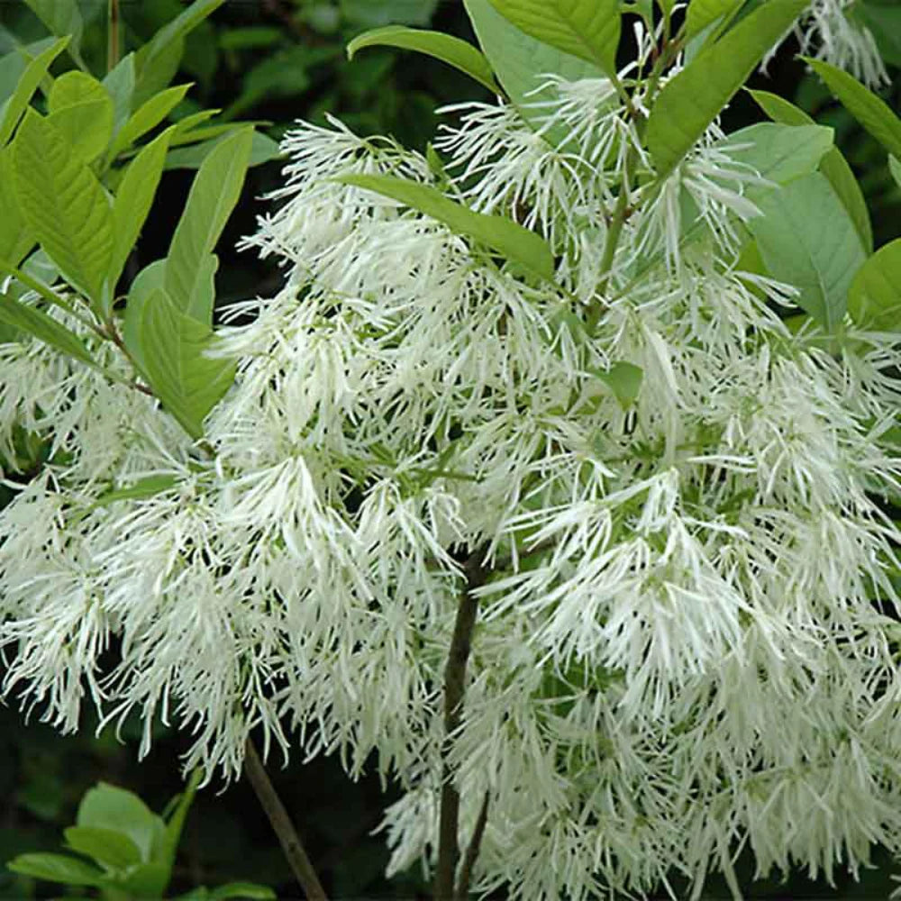 Fringe Flower seeds for Planting Long Bloom Season Heirloom & GMO Free Seeds for Home Garden