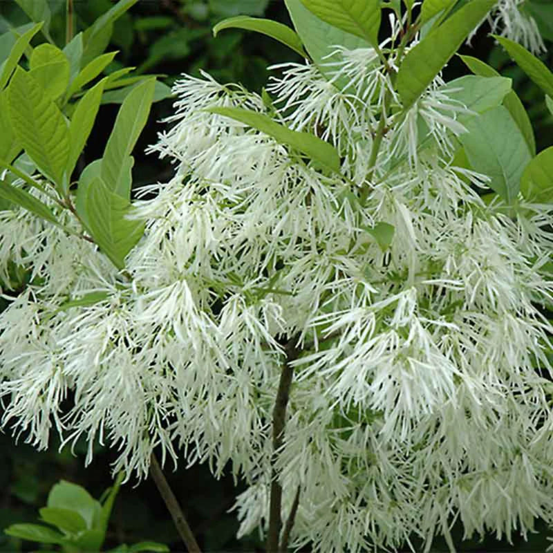 Fringe Flower seeds for Planting Long Bloom Season Heirloom & GMO Free Seeds for Home Garden
